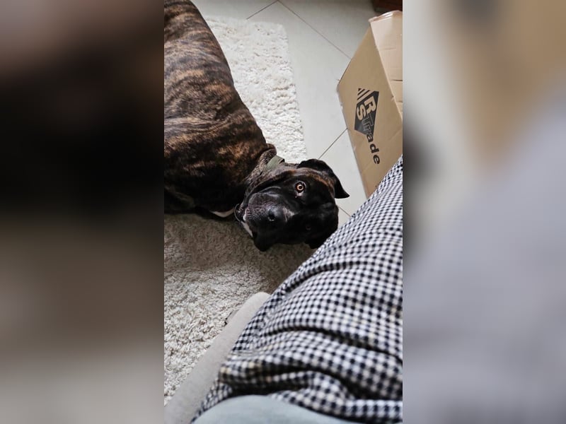 Azog (Vermittlungshilfe)