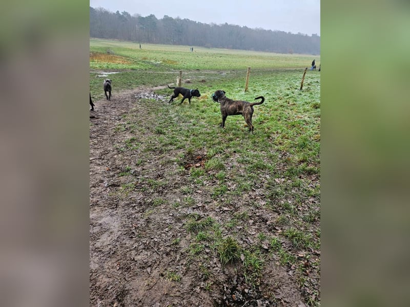 Azog (Vermittlungshilfe)