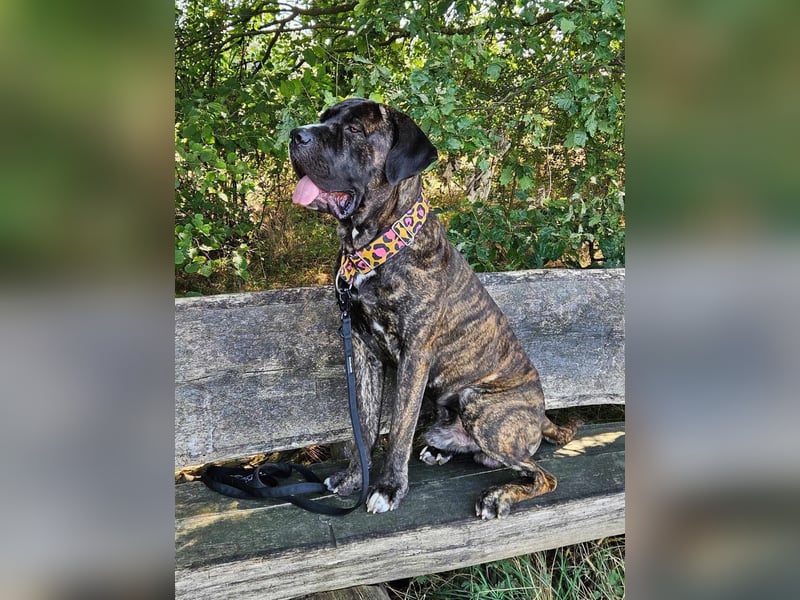 Azog (Vermittlungshilfe)