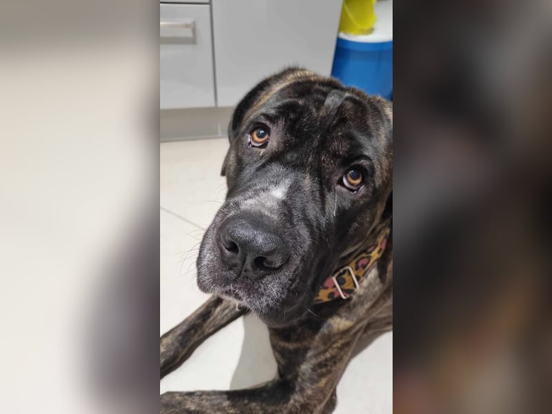 Azog (Vermittlungshilfe)