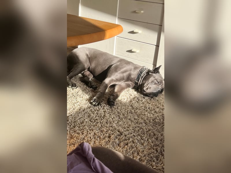 Schweren Herzens: Cane Corso Rüde (3 Jahre) sucht ein neues liebevolles Zuhause!