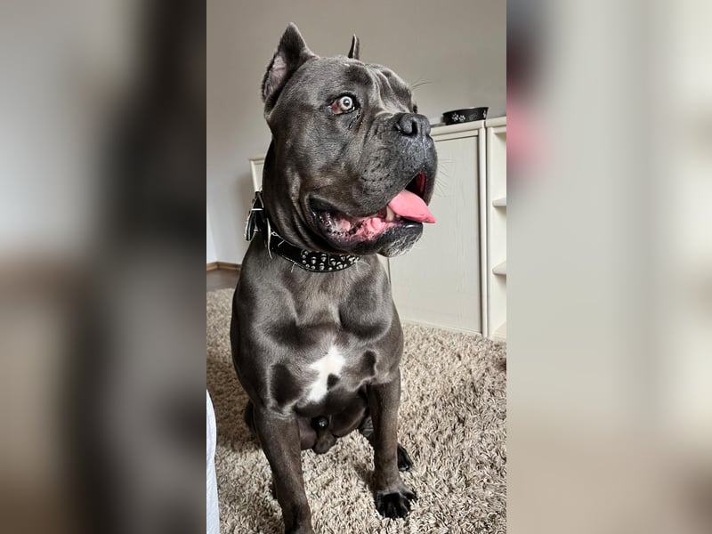 Schweren Herzens: Cane Corso Rüde (3 Jahre) sucht ein neues liebevolles Zuhause!