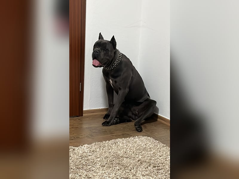 Schweren Herzens: Cane Corso Rüde (3 Jahre) sucht ein neues liebevolles Zuhause!