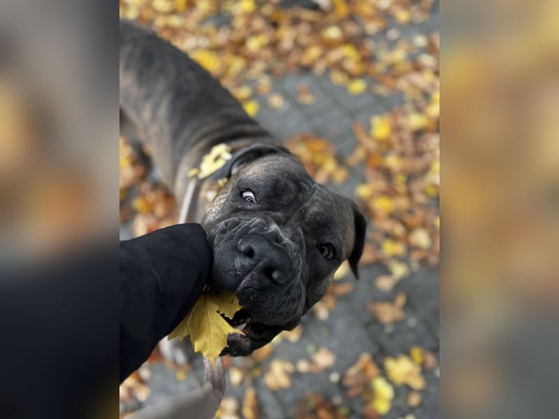 Cane Corso Rüde
