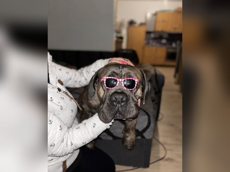 Cane Corso Rüde Pablo