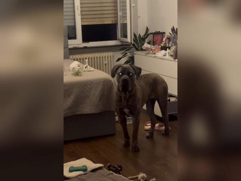 Cane Corso Rüde Pablo