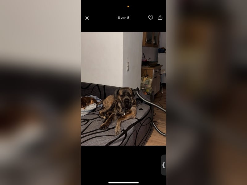 Cane Corso Rüde Pablo
