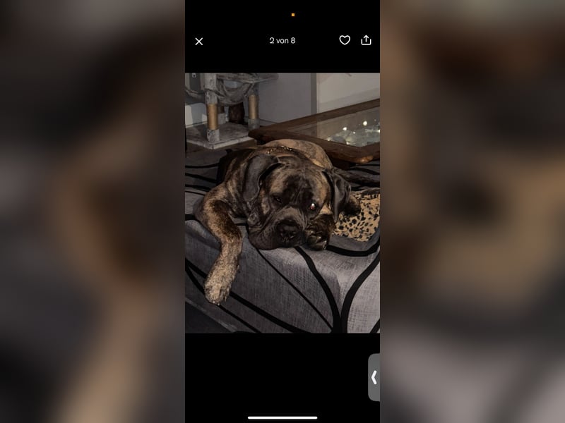 Cane Corso Rüde Pablo