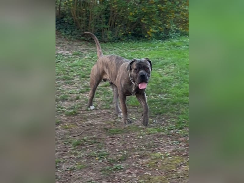Cane Corso Rüde Pablo