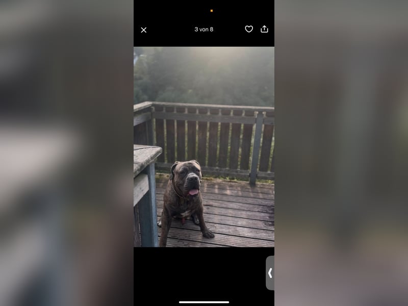 Cane Corso Rüde Pablo