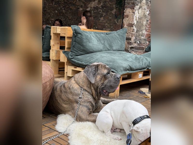 Cane Corso Rüde