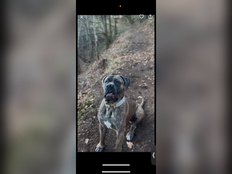 Cane Corso Rüde Pablo