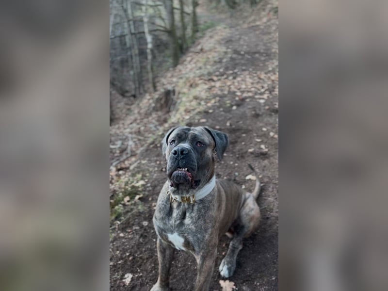 Cane Corso Rüde Pablo