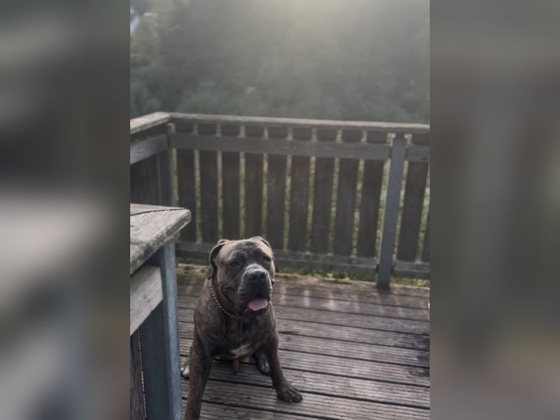 Cane Corso Rüde Pablo