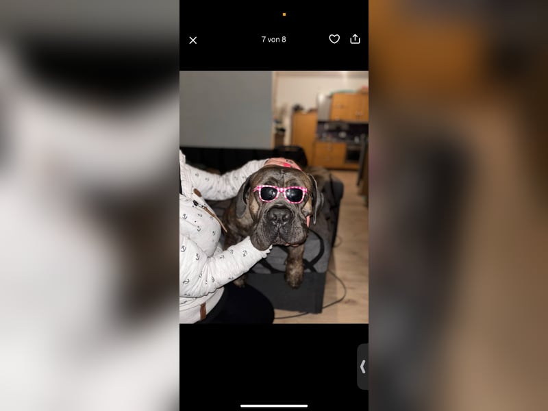 Cane Corso Rüde Pablo