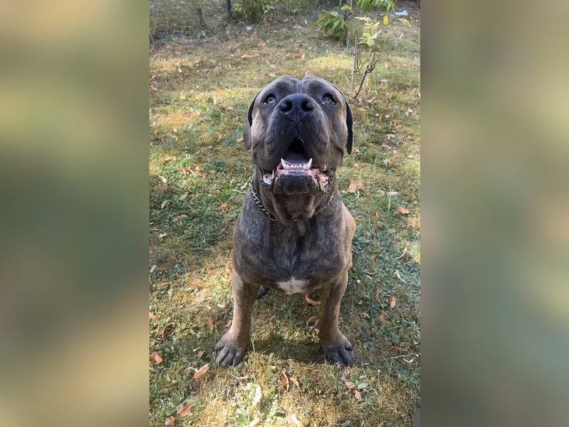 Cane Corso Rüde
