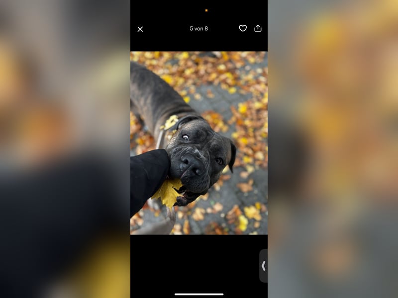 Cane Corso Rüde Pablo