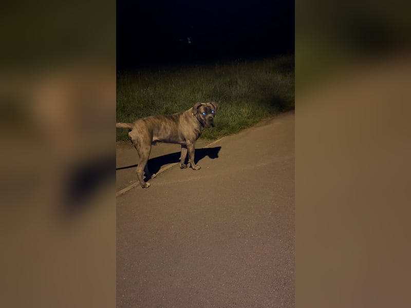 Cane Corso Rüde