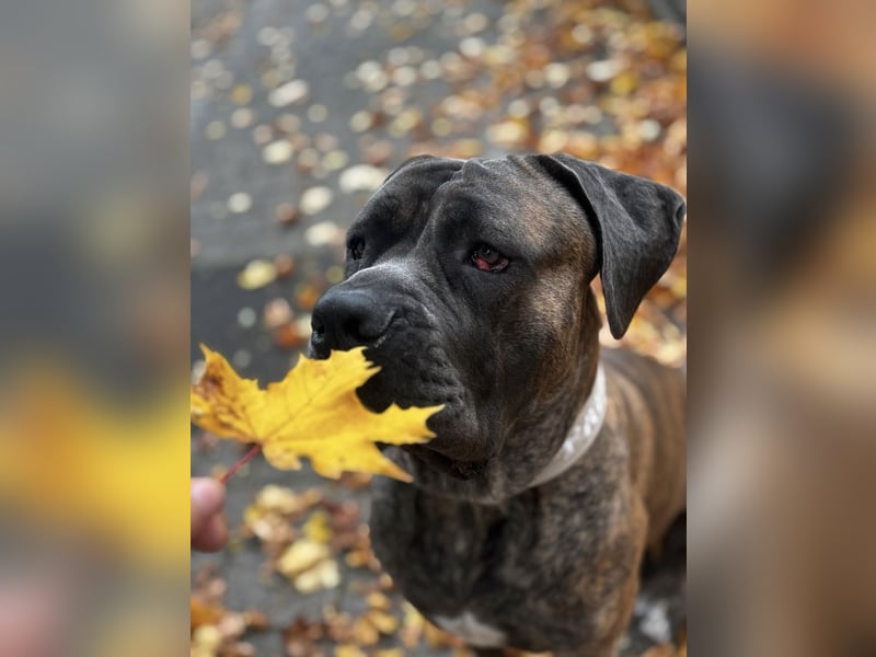 Cane Corso Rüde