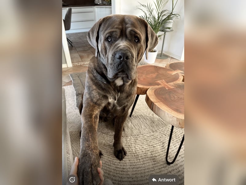 Hank sucht dich – kraftvoller Cane Corso mit großem Herz“