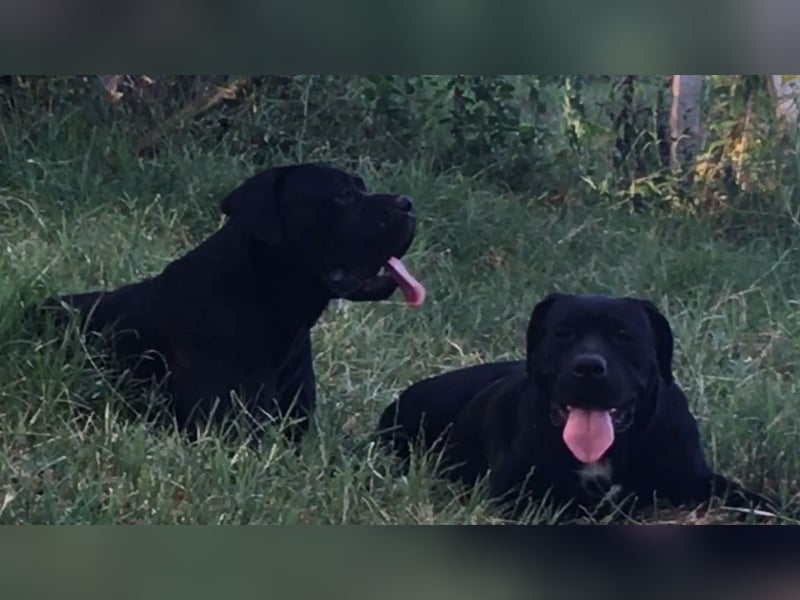 Junges Cane Corso-Weibchen