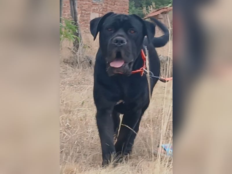 TOP junger Rüde 14 Monate der Rasse Cane Corso mit FCI-Stammbaum