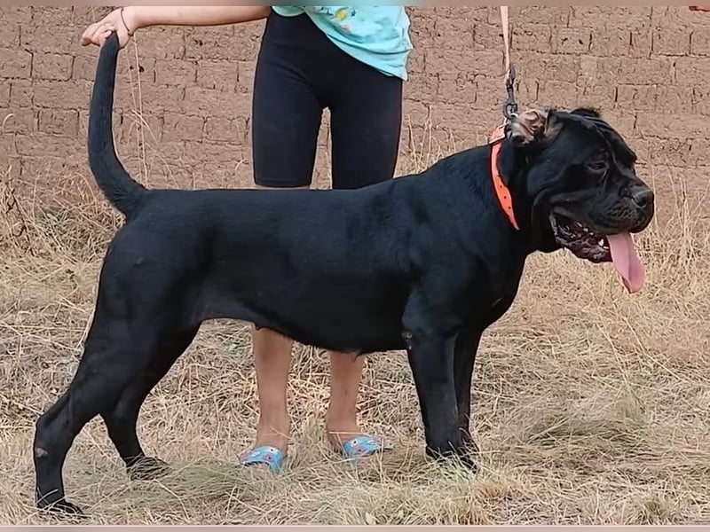 Cane-Corso-Welpe aus rein italienischer Linie