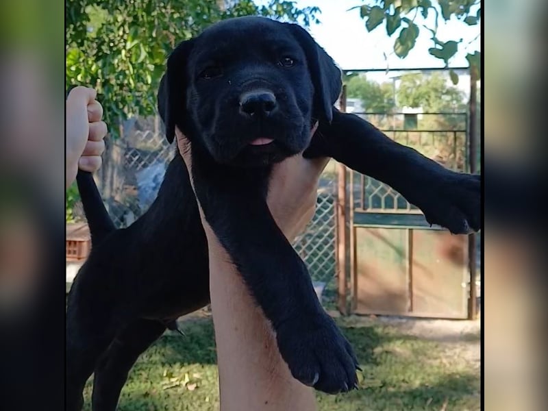 Cane-Corso-Welpe aus rein italienischer Linie