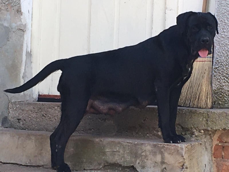 Junges Cane Corso-Weibchen