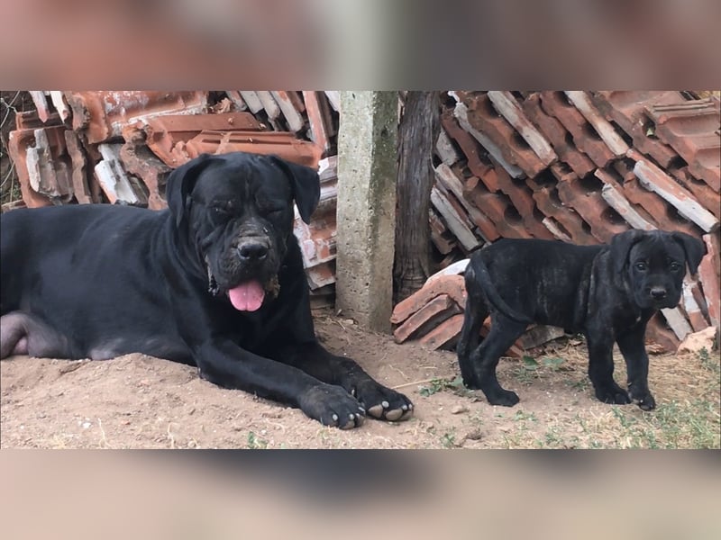 Junges Cane Corso-Weibchen