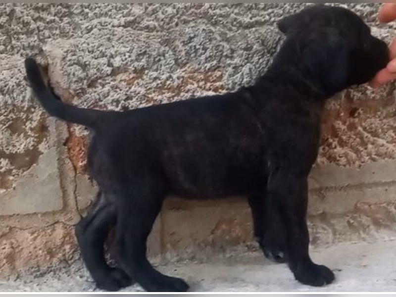Cane-Corso-Welpe aus rein italienischer Linie
