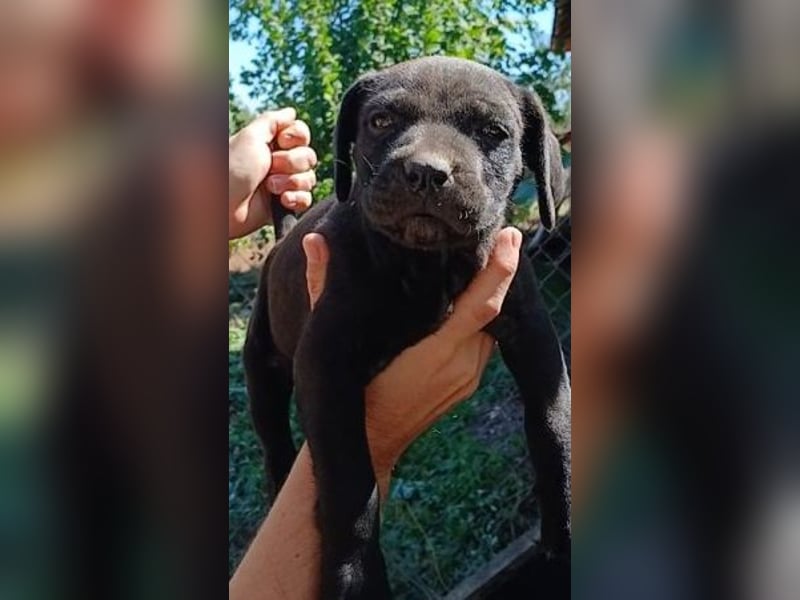 Cane-Corso-Welpe aus rein italienischer Linie