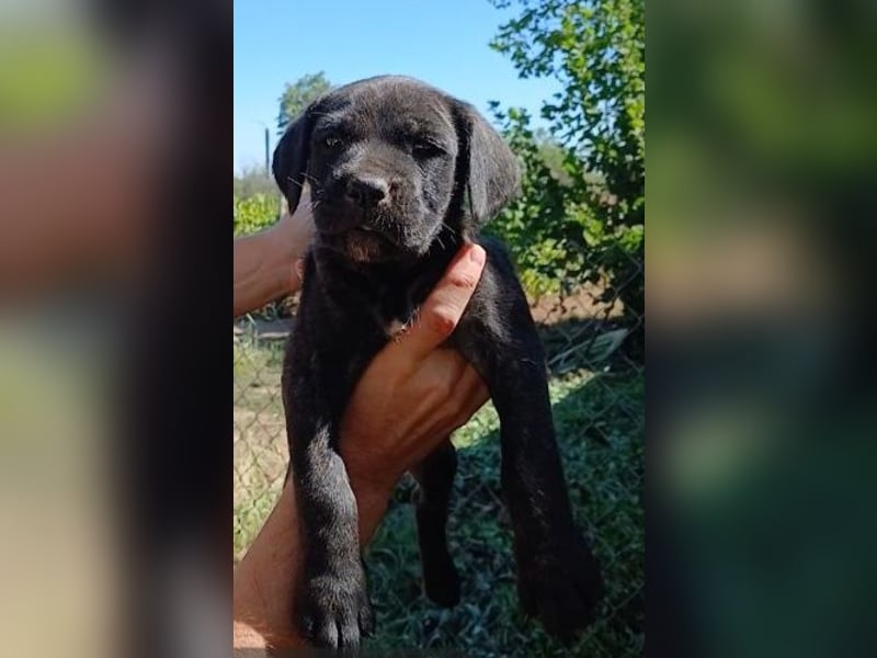 Cane-Corso-Welpe aus rein italienischer Linie
