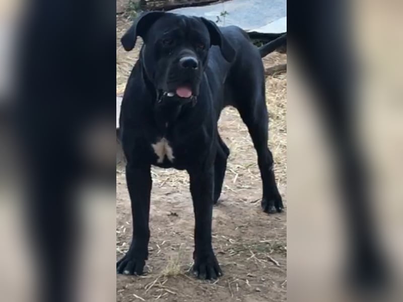 Cane-Corso-Welpe aus rein italienischer Linie