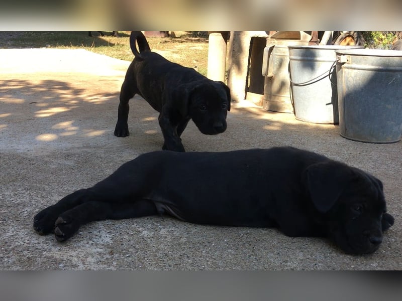 Cane-Corso-Welpe aus rein italienischer Linie