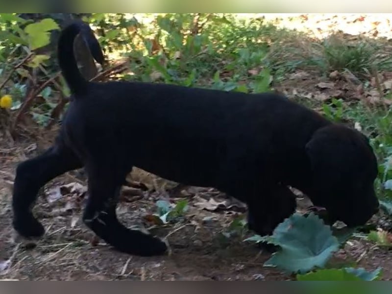 Cane-Corso-Welpe aus rein italienischer Linie