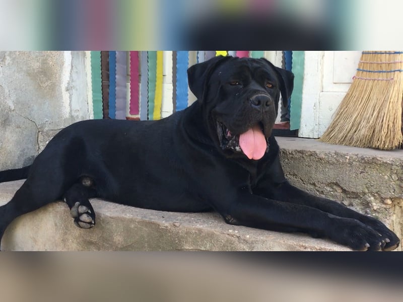TOP junger Rüde 14 Monate der Rasse Cane Corso mit FCI-Stammbaum
