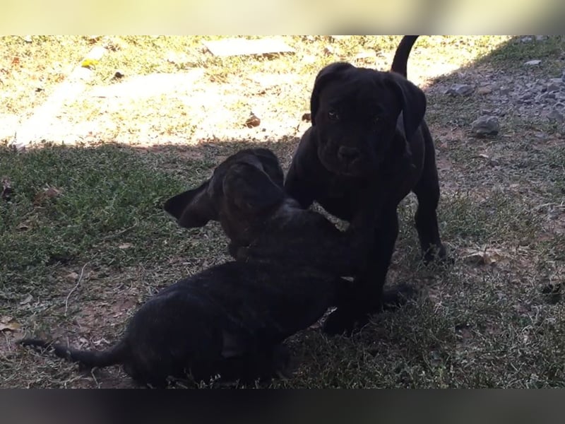 Cane-Corso-Welpe aus rein italienischer Linie