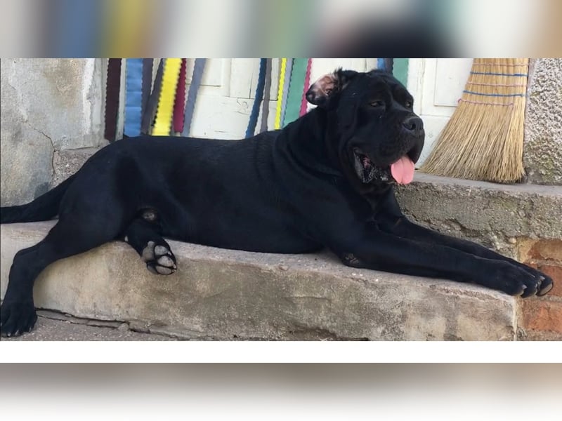 Junges männliches italienisches Cane Corso