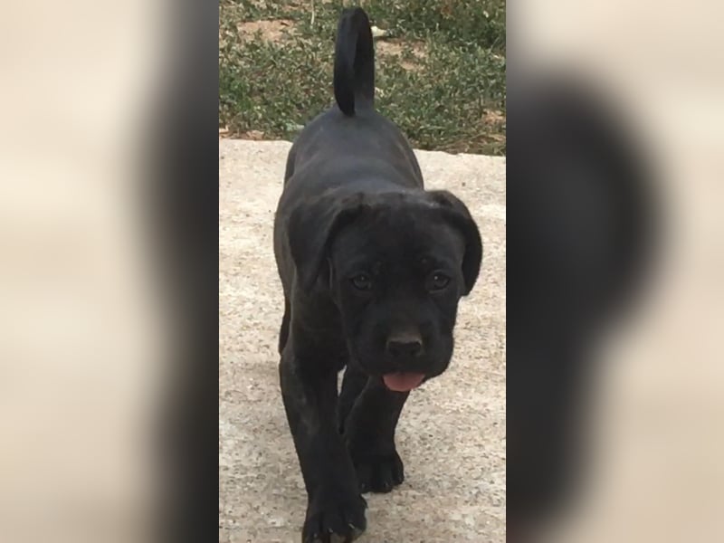 Cane-Corso-Welpe aus rein italienischer Linie