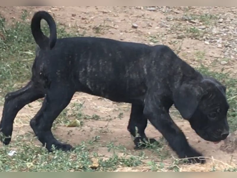 Cane-Corso-Welpe aus rein italienischer Linie
