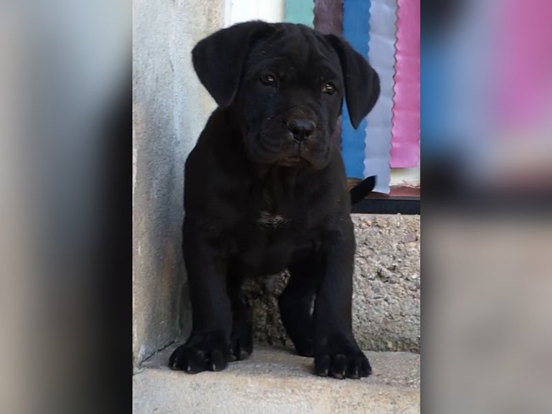 Cane-Corso-Welpe aus rein italienischer Linie