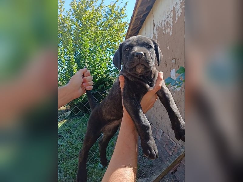 Cane-Corso-Welpe aus rein italienischer Linie