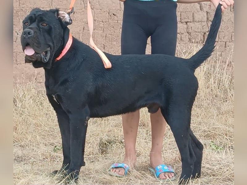TOP junger Rüde 14 Monate der Rasse Cane Corso mit FCI-Stammbaum