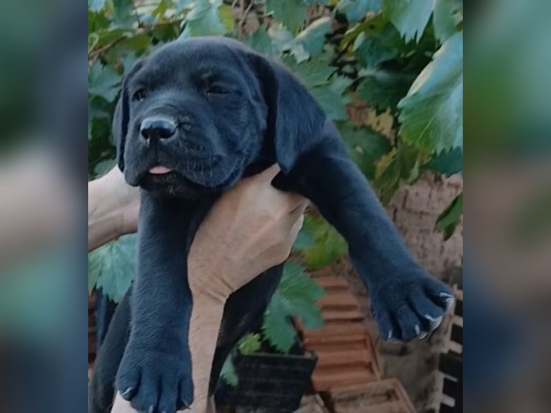 Cane-Corso-Welpe aus rein italienischer Linie