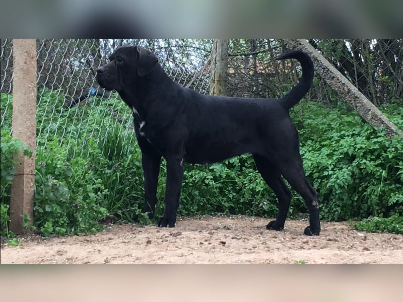 Junges Cane Corso-Weibchen