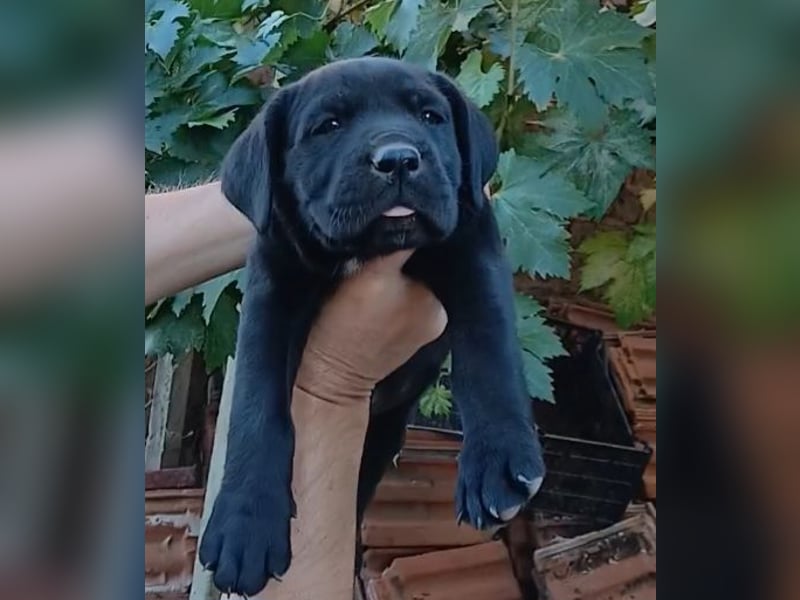 Cane-Corso-Welpe aus rein italienischer Linie