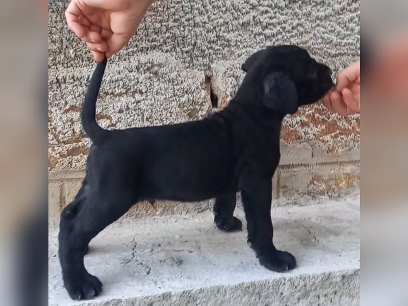 Cane-Corso-Welpe aus rein italienischer Linie
