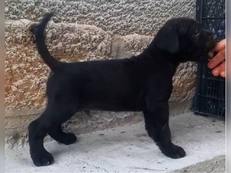 Cane-Corso-Welpe aus rein italienischer Linie