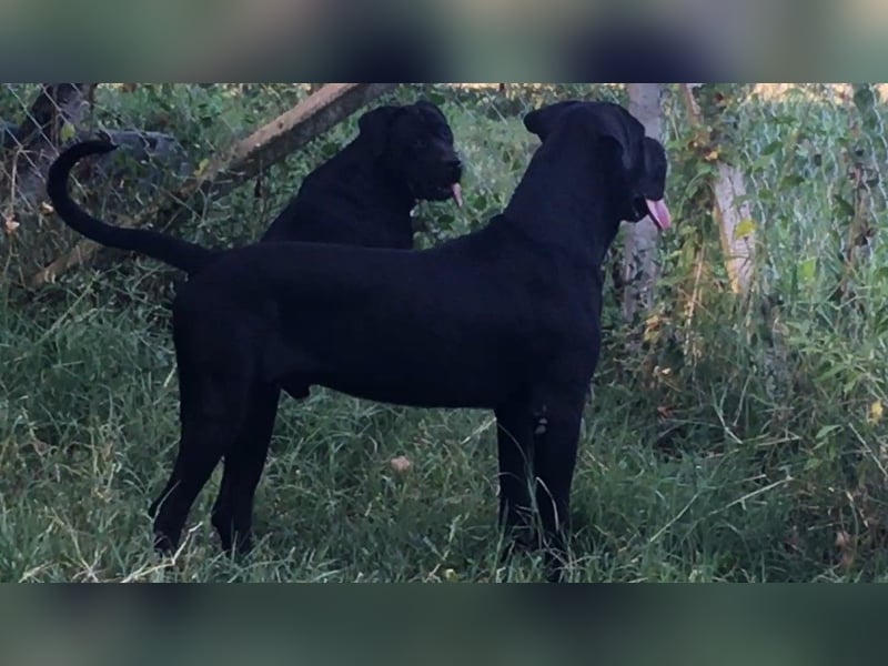 Junges Cane Corso-Weibchen